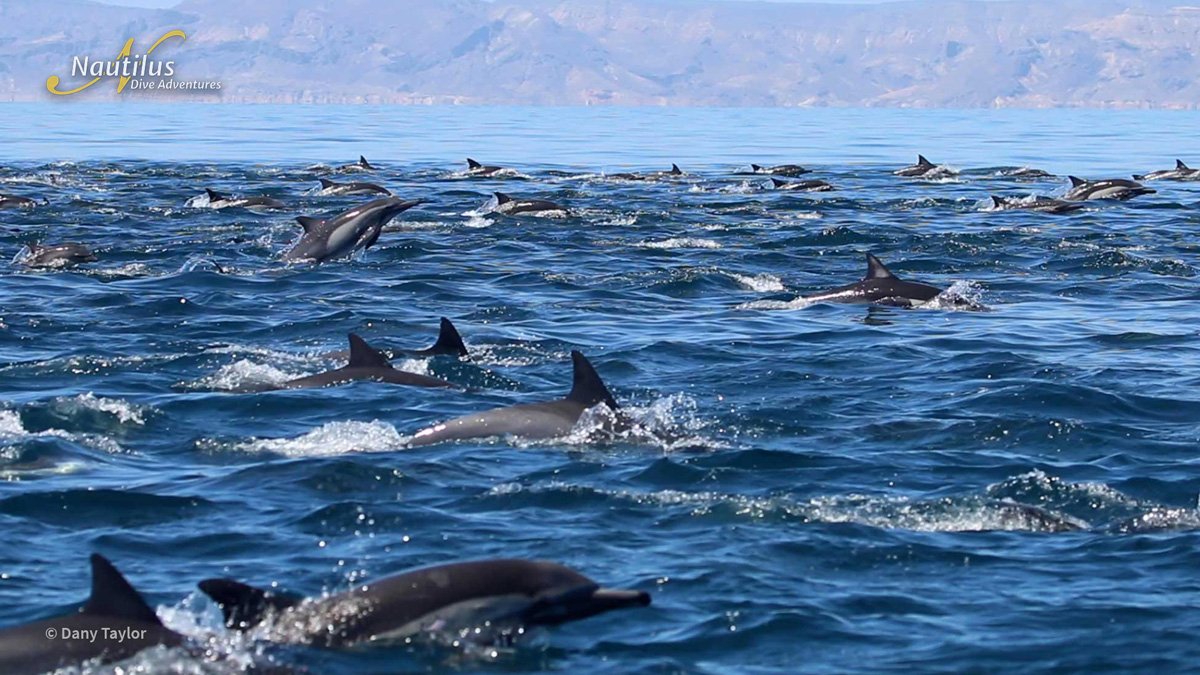 MEX_Sea-of-Cortez-Dolphins-©-Dany-Taylor.jpg