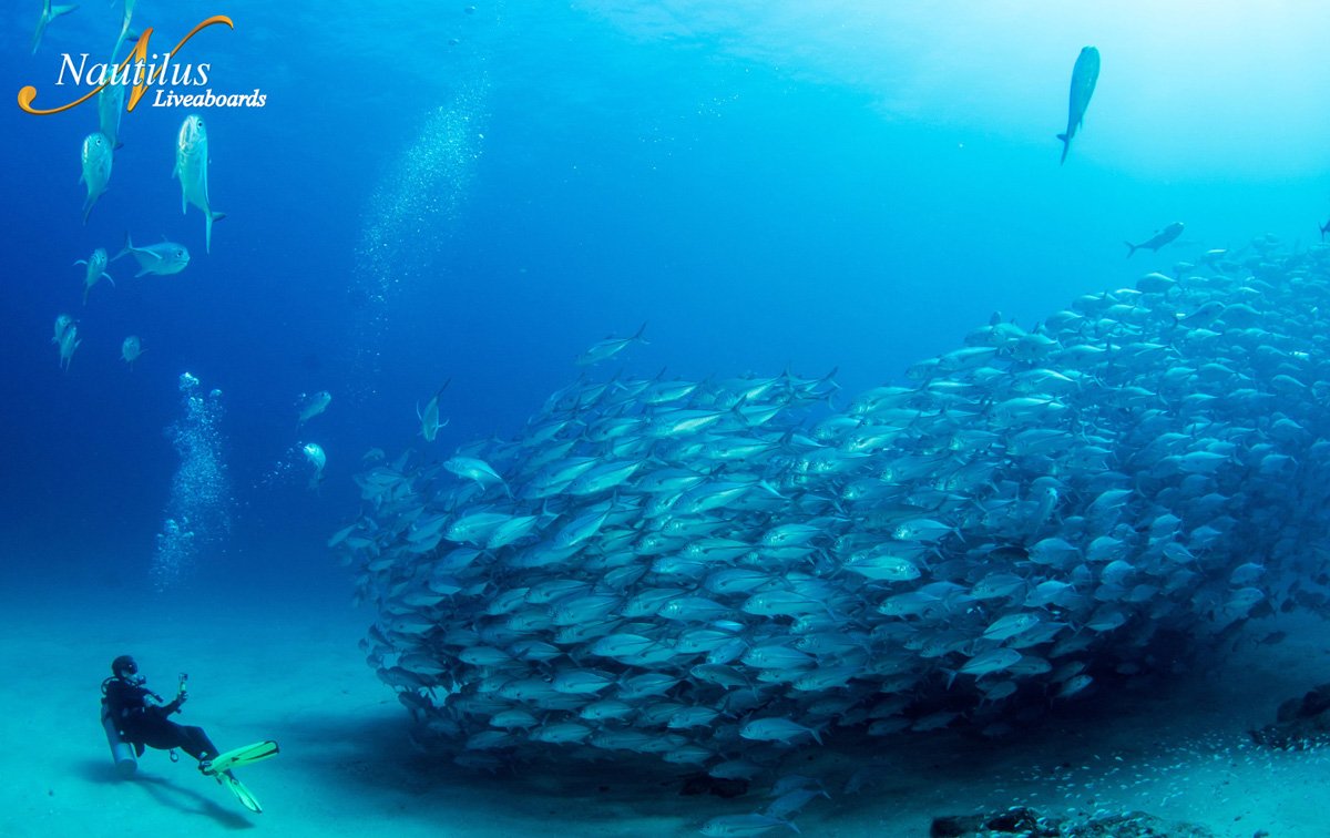 MEX_Sea-of-Cortez-Fishes-w-Diver.jpg