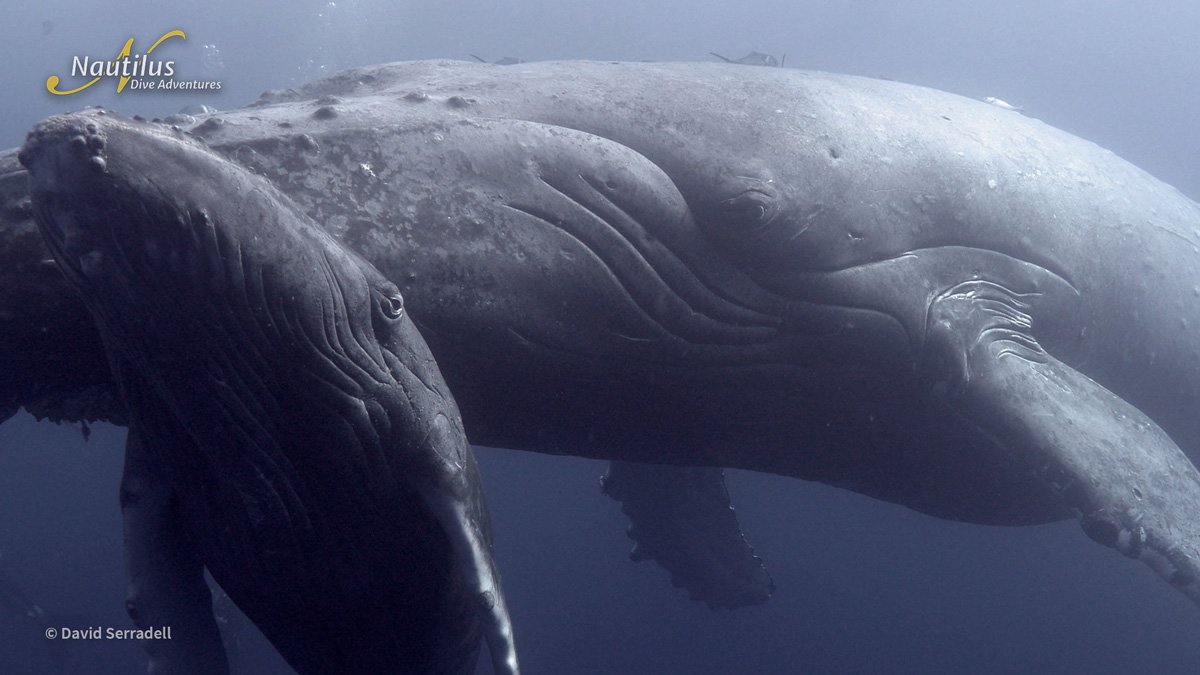 MEX_Sea-of-Cortez-Humpback-Whale-©-David-Serradell-2.jpg
