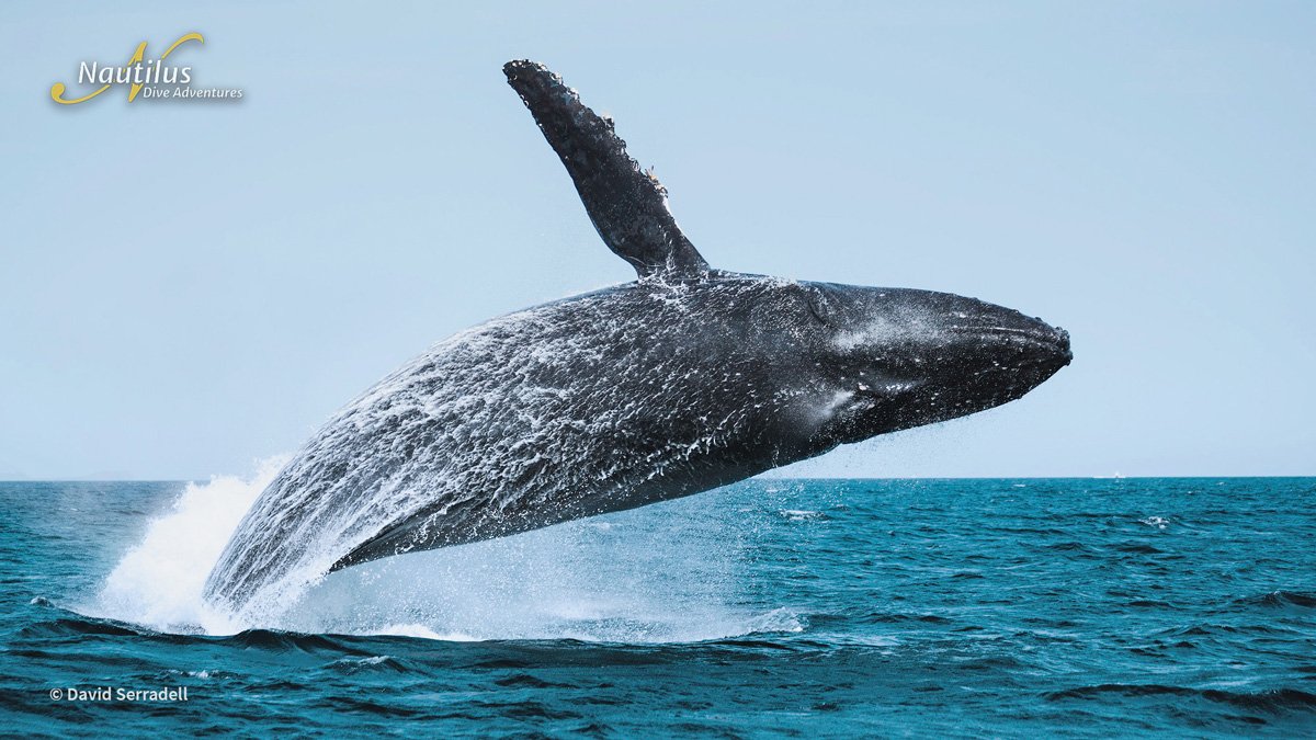 MEX_Sea-of-Cortez-Humpback-Whale-©-David-Serradell.jpg