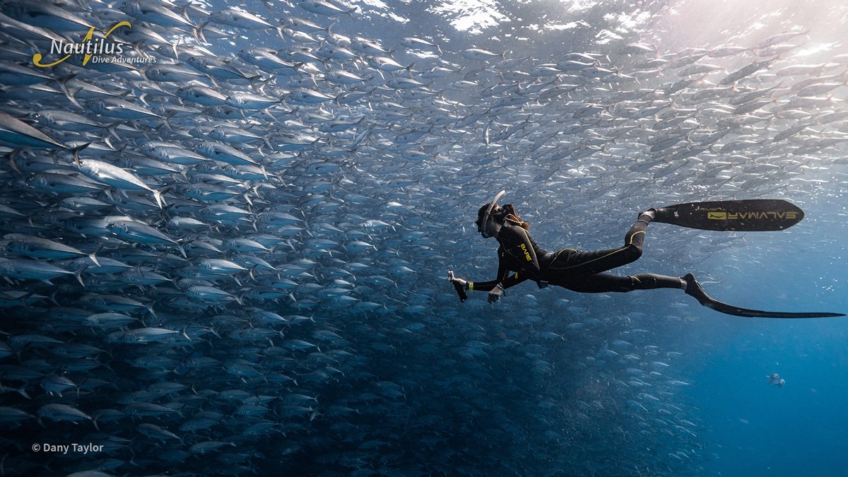MEX_Sea-of-Cortez-Schooling-Fishes-w-Freediver-©-Dany-Taylor-2.jpg