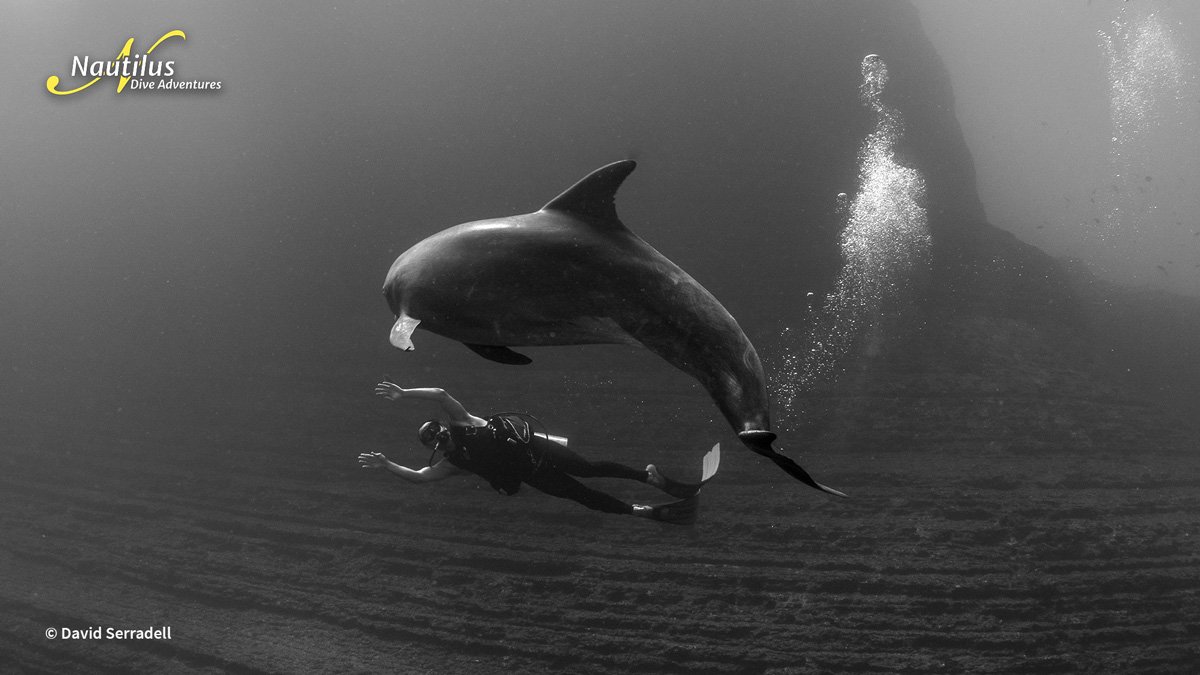 MEX_Socorro-Dolphin-Diver-©-David-Serradell.jpg