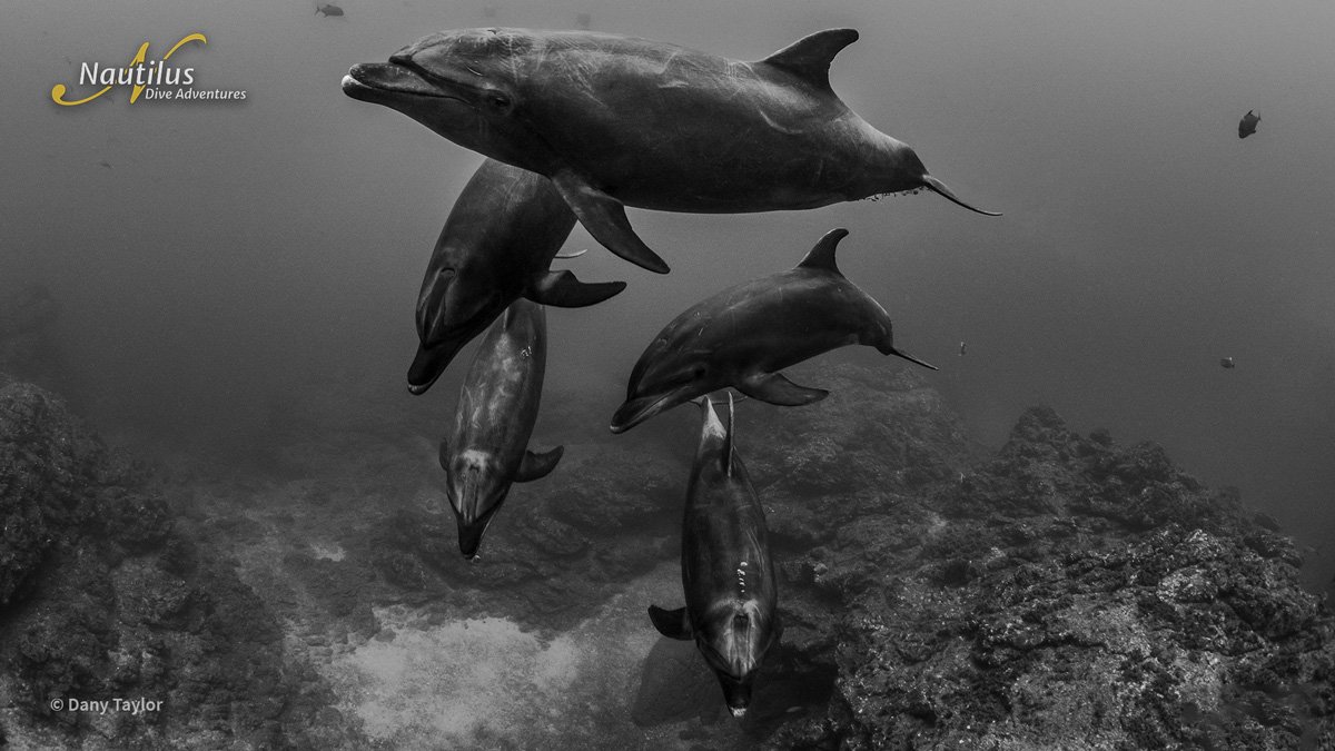 MEX_Socorro-Dolphins-©-Dany-Taylor.jpg
