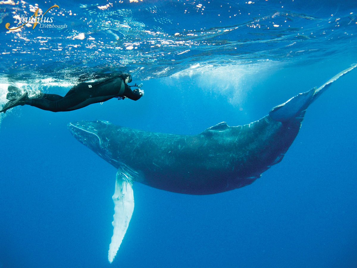 MEX_Socorro-humpback-whale-©-min.jpg