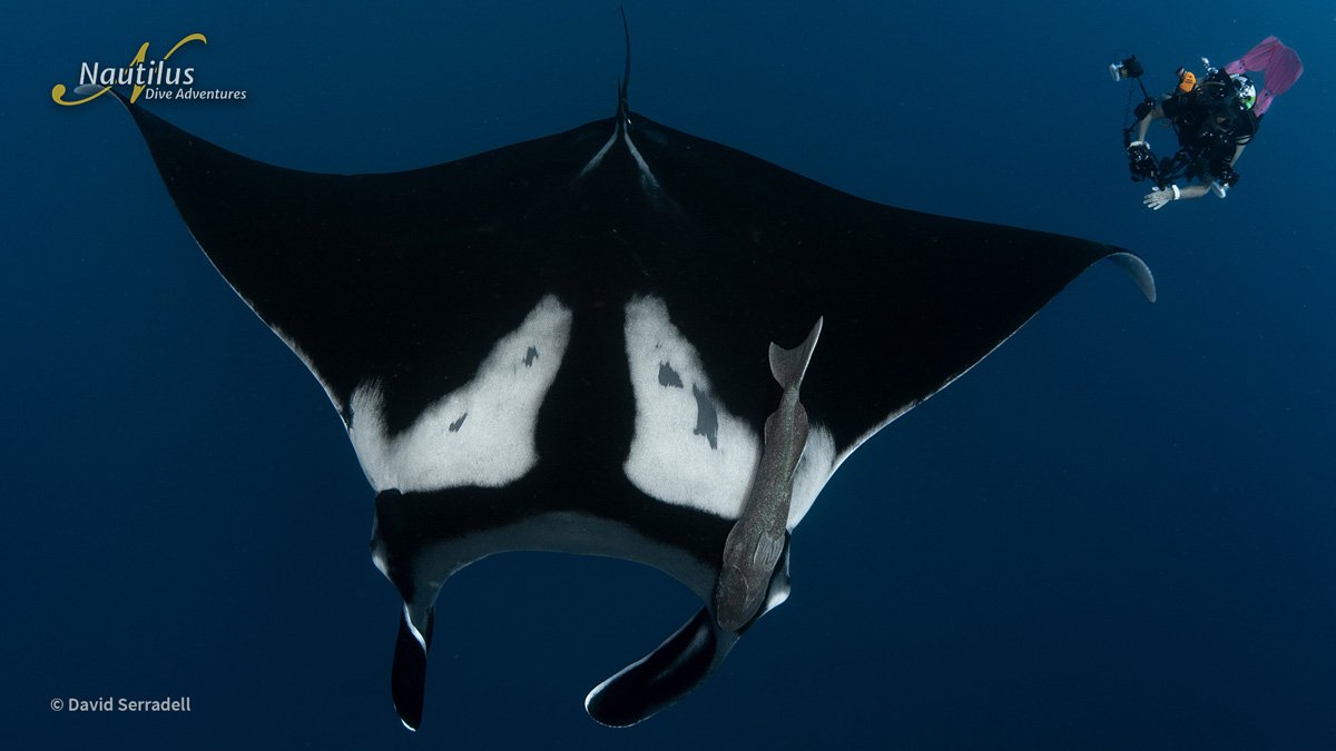 MEX_Socorro-Manta-Diver-©-David-Serradell.jpg