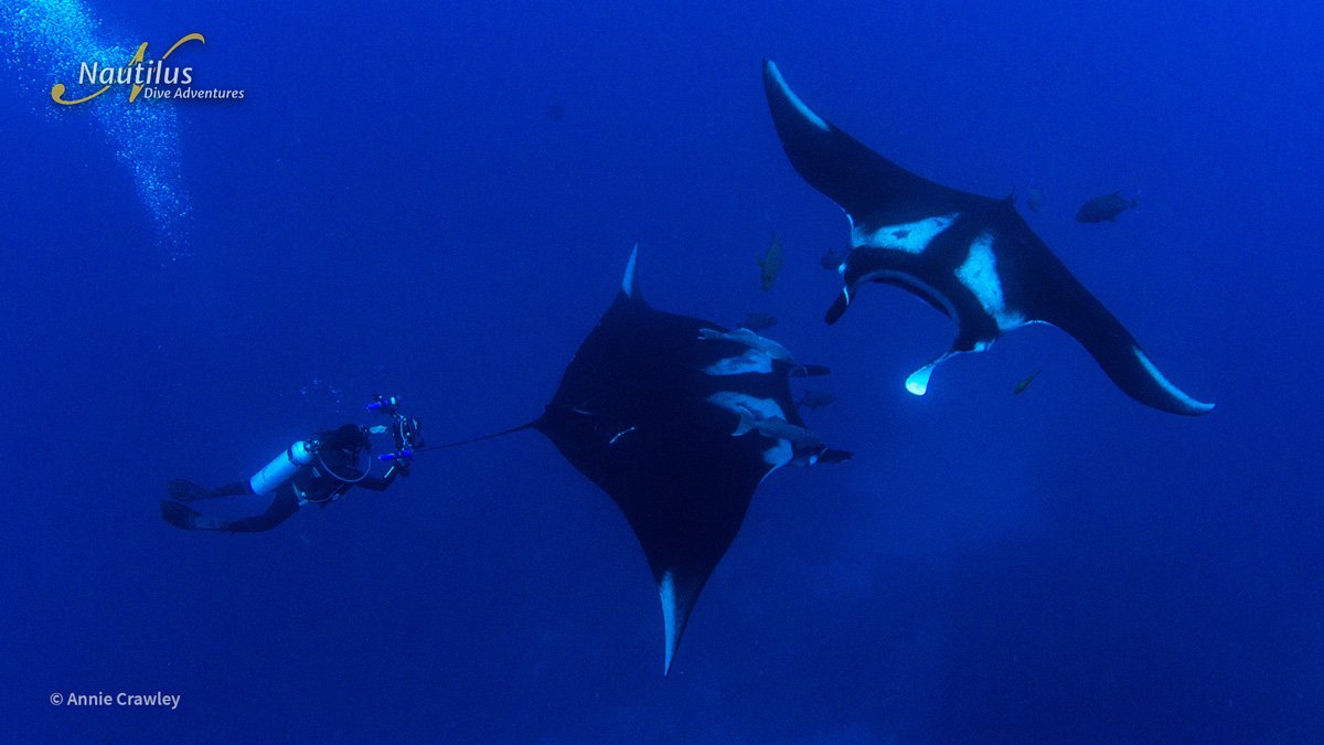 MEX_Socorro-Two-Mantas-©-Annie-Crawley.jpg