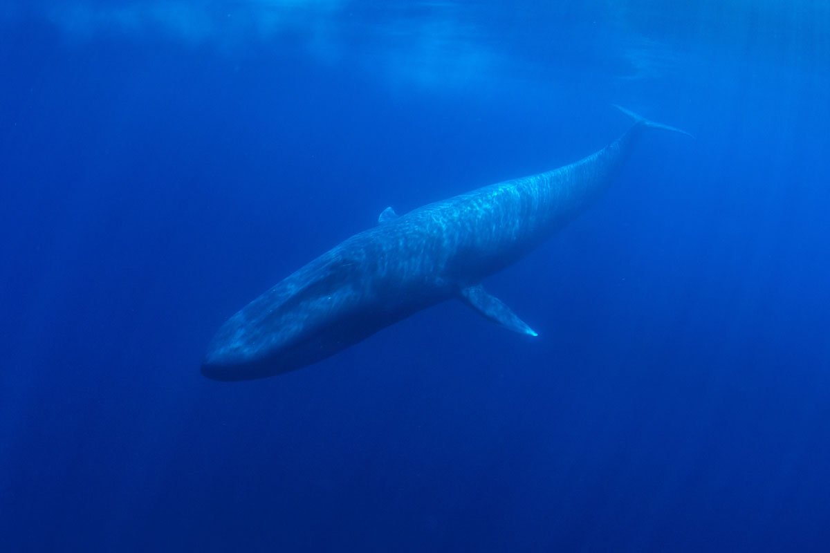 MEX-Blue-Whale-©-AdobeStock_233764394.jpg