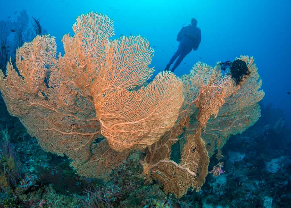 SLB_Gizo-UW Manoj-Dhari Diver with Fan © Fatboys 16.jpg