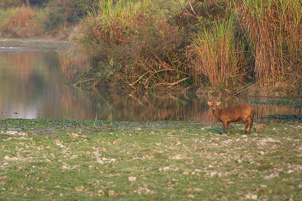 IND_Kaziranga-National-Park-©14-Thomas-Baechtold-2349.jpg