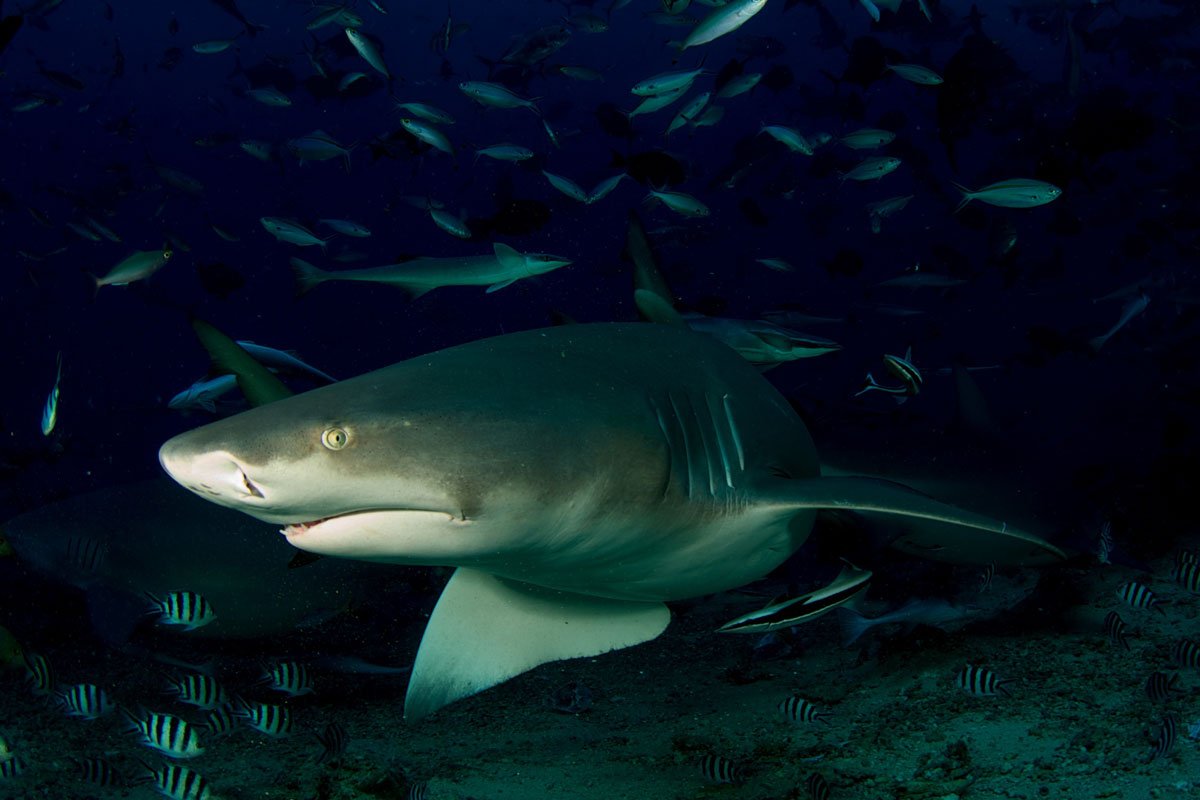 FJI_Beqa-Sharks-©11-Thomas-Baechtold-0265.jpg