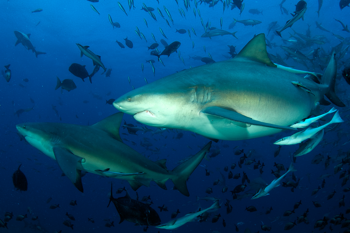 FJI_Beqa-Sharks-©11-Thomas-Baechtold-0337.png