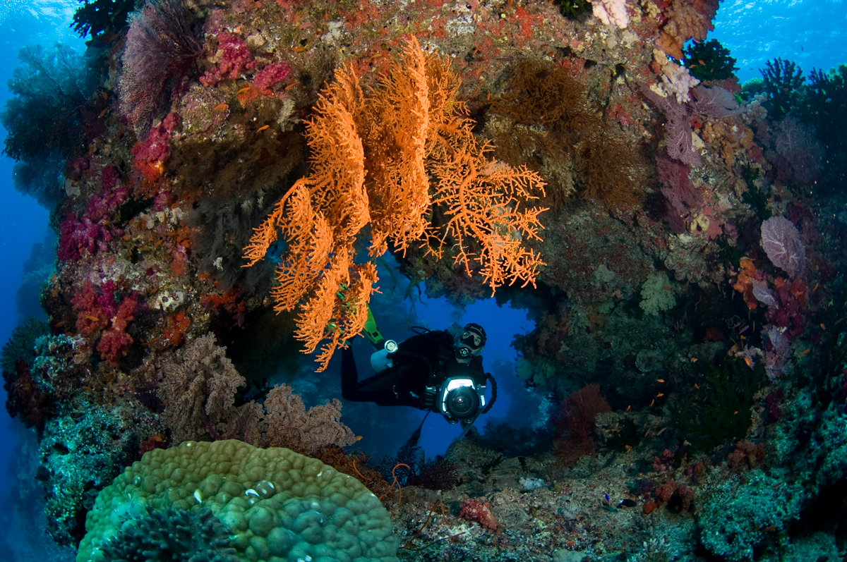 FJI_Rainbow-Reef-©09-Natalia-Baechtold-068.png