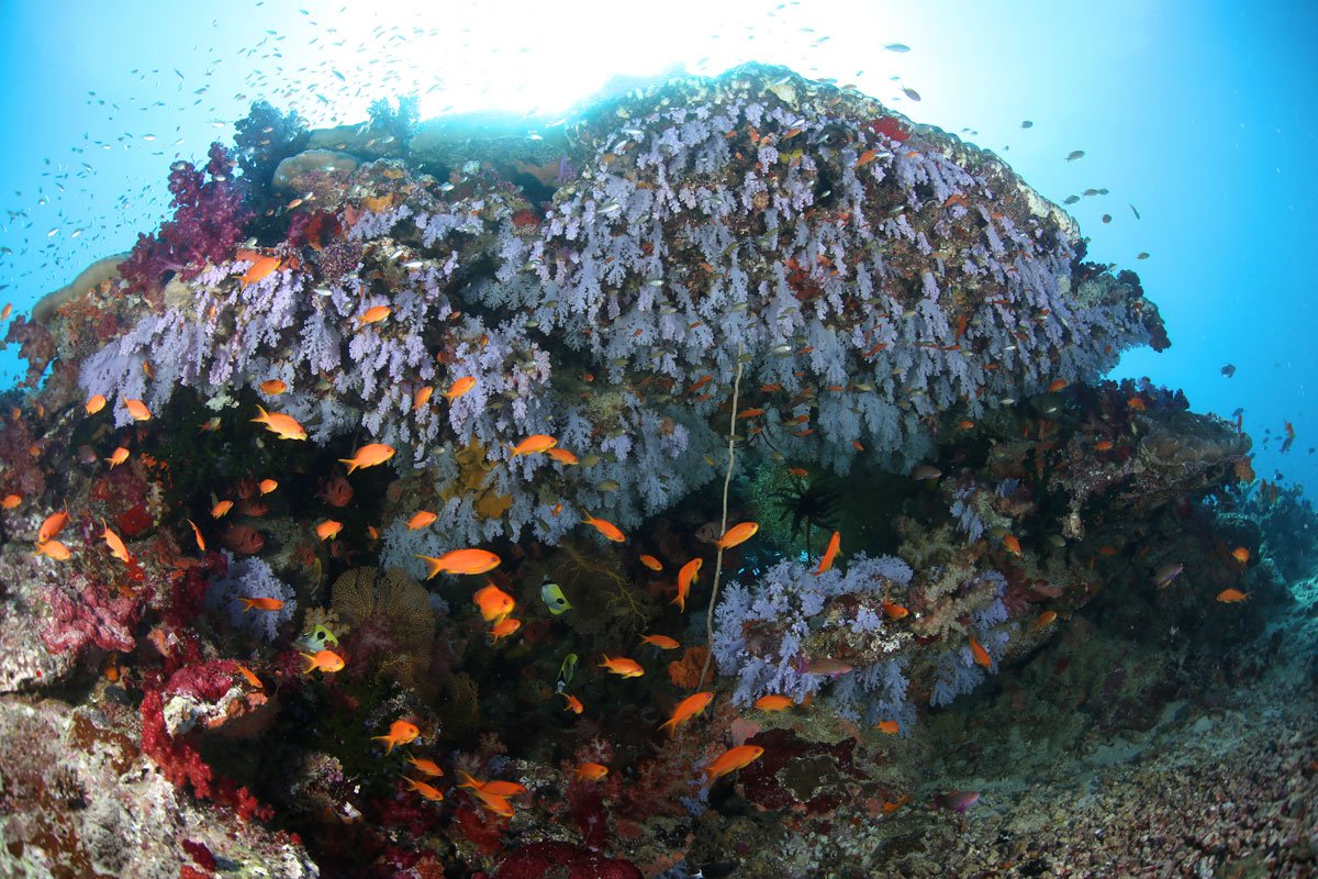 FJI_Taveuni-Island-UW-Jerrys-Jelly-©17-Natalia-Baechtold-069.jpg