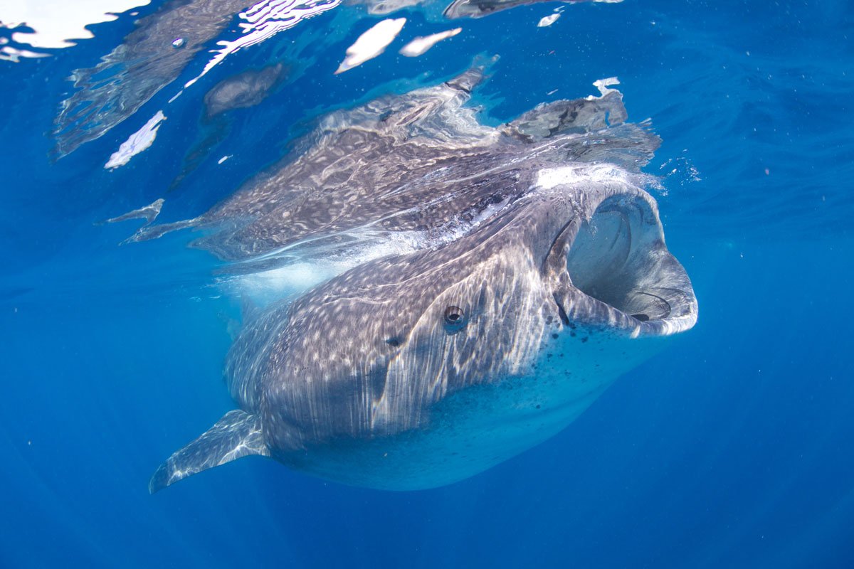 MEX_Isla-Mujeres-UW-Whale-Sharks-©13-Thomas-Baechtold-1200.jpg