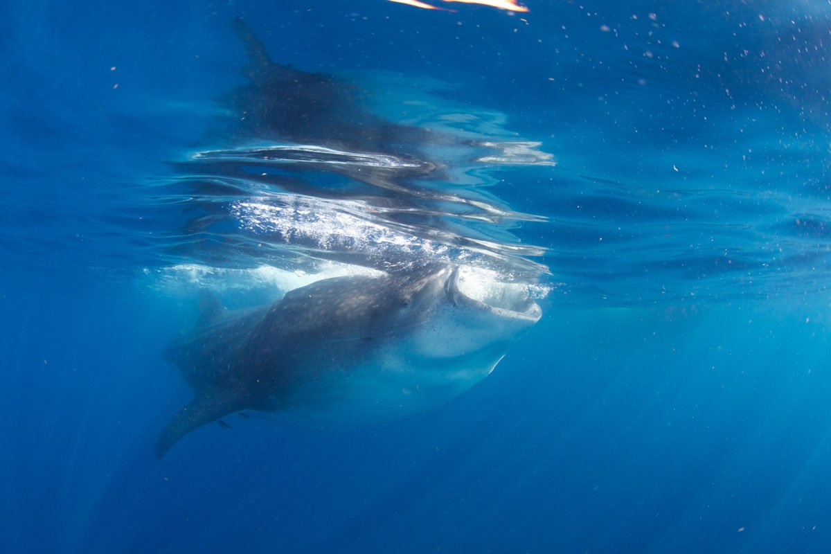 MEX_Isla-Mujeres-UW-Whale-Sharks-©13-Thomas-Baechtold-226_1200.jpg