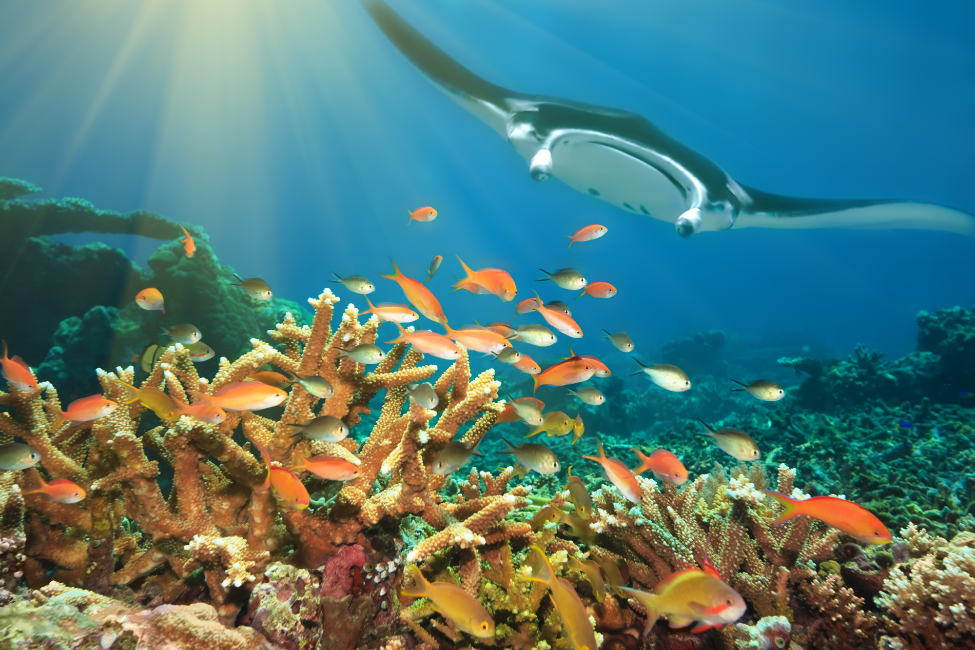 IDN_Indonesia-UW-Manta-w-Reef-©-AdobeStock_13661657_1900.png