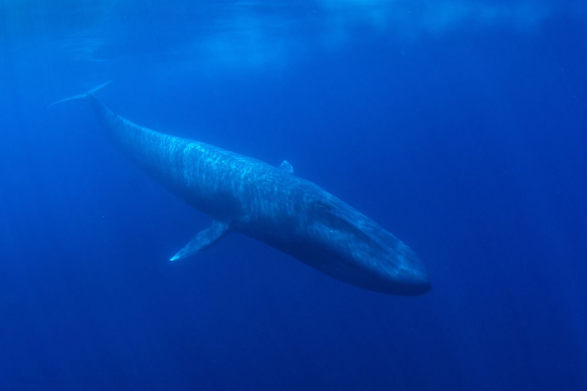 MEX-Blue-Whale-©-AdobeStock_233764394_1200.jpg