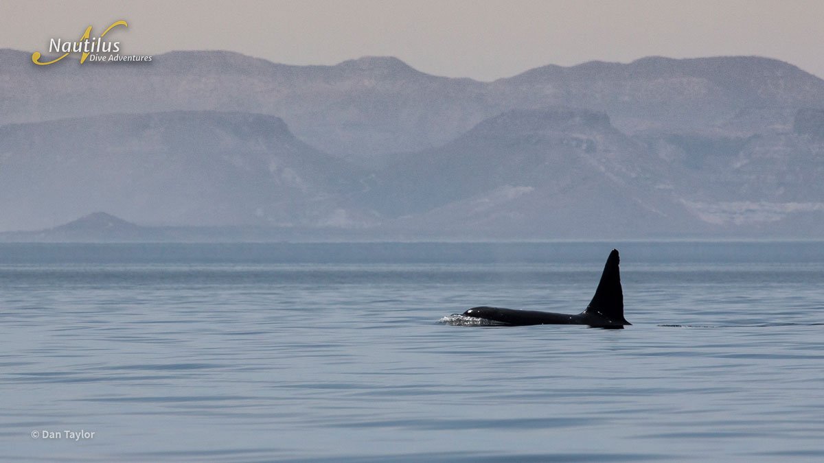 MEX_Sea of Cortez_Orcas © Baja Exp_Orcas-Dan-Taylor-2_1200.jpg