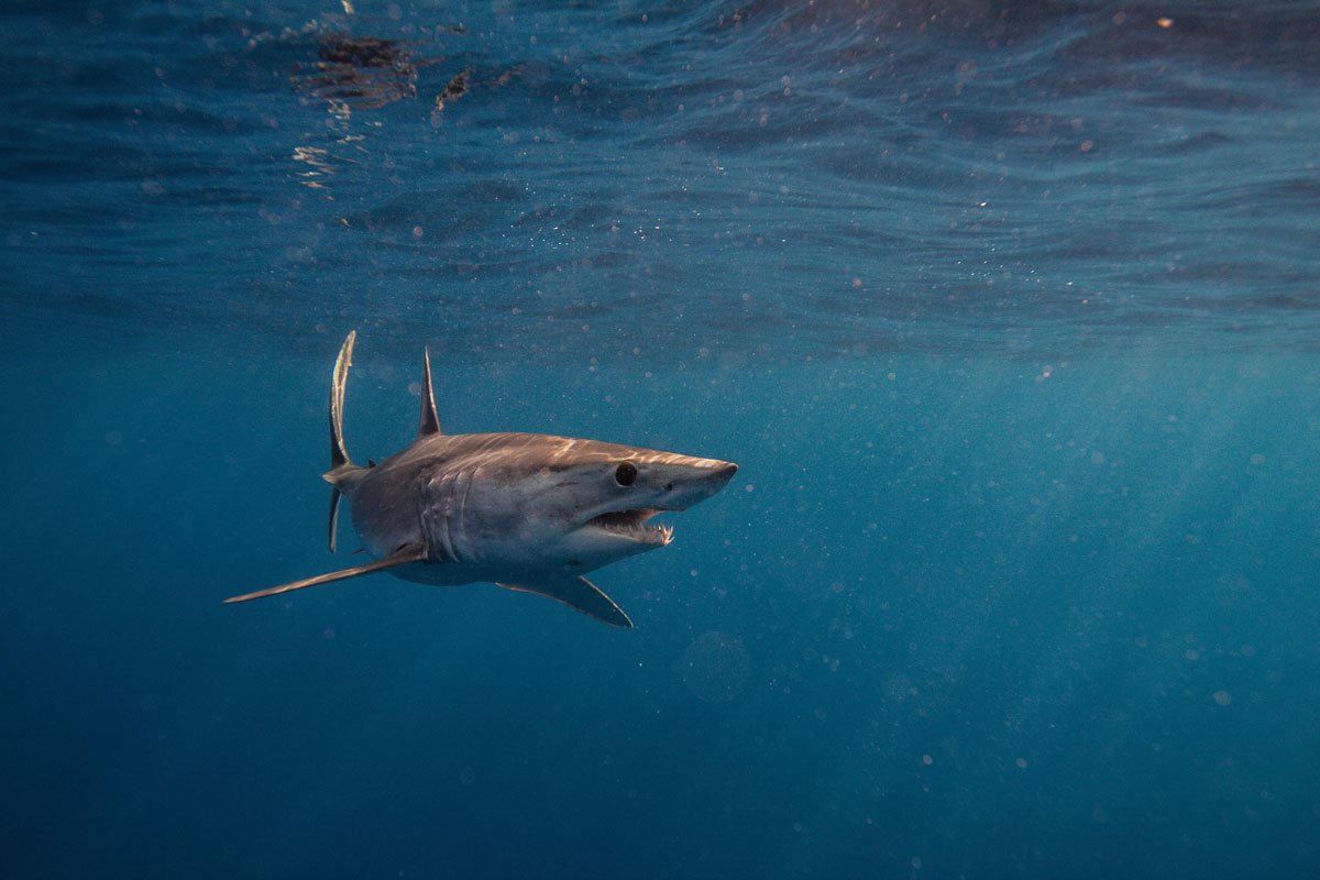 MEX_Cabo-San-Lucas_Mako-Shark_AdobeStock_141926604_1200.jpg