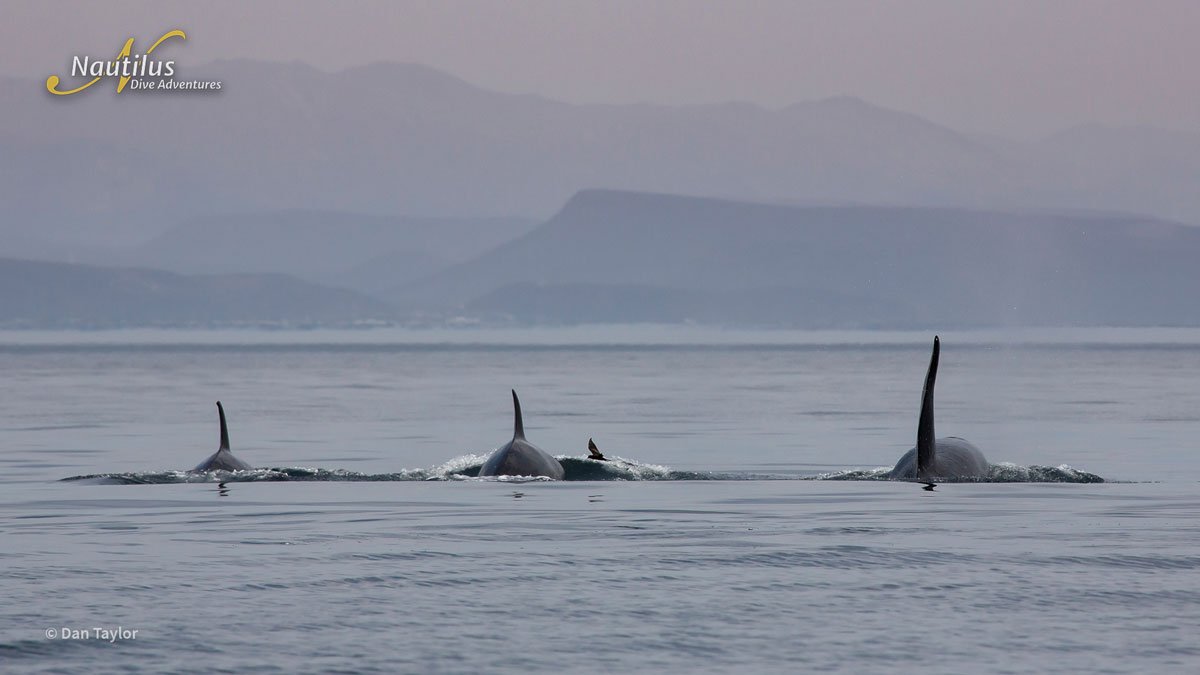 MEX_Sea of Cortez_Orcas © Baja Exp_Dan-Taylor-1_1200.jpg