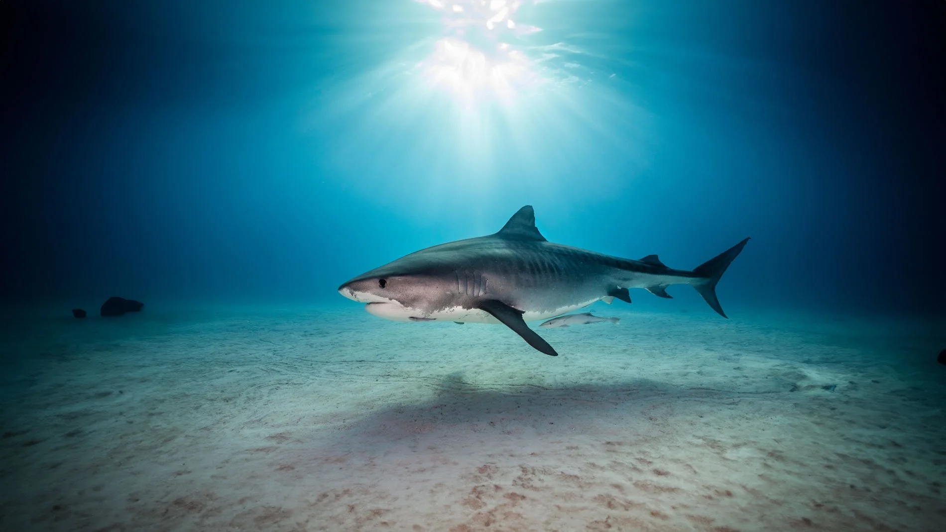 26BHS_Tiger-Shark-©-AdobeStock_268169610_1900.jpg