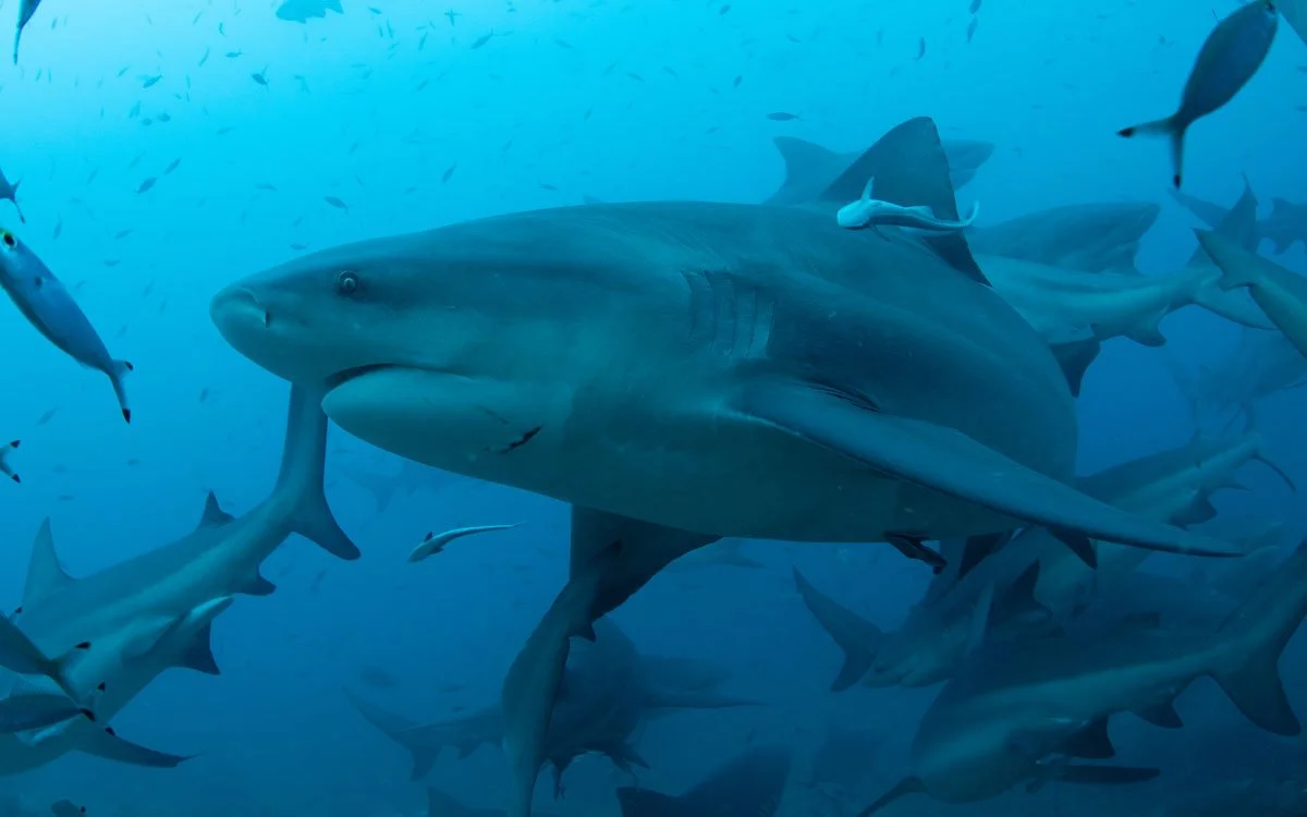 24FITO-©-sabinetempleton_Shark-Dive-26_1200.jpg