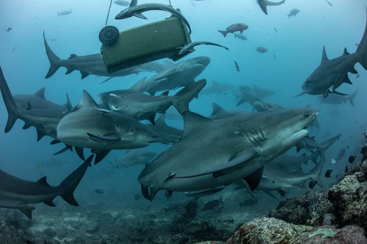 24FITO-©-sabinetempleton_Shark-Dive-36_1200.jpg