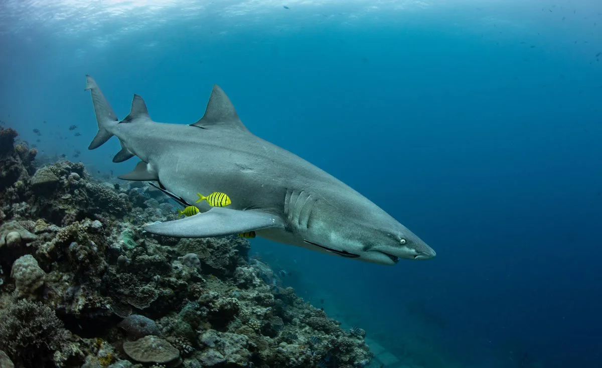 24FITO-©-sabinetempleton_Shark-Dive-13_1200.jpg