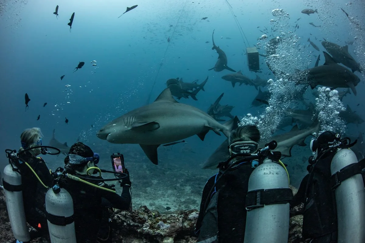 24FITO-©-sabinetempleton_Shark-Dive-7_1200.jpg
