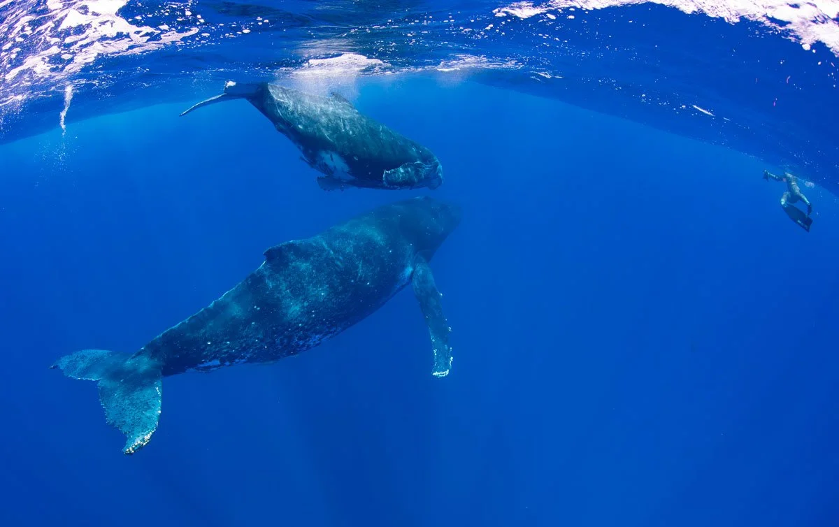 24SOVA-©-sabinetempleton_tonga--10_1200.jpg