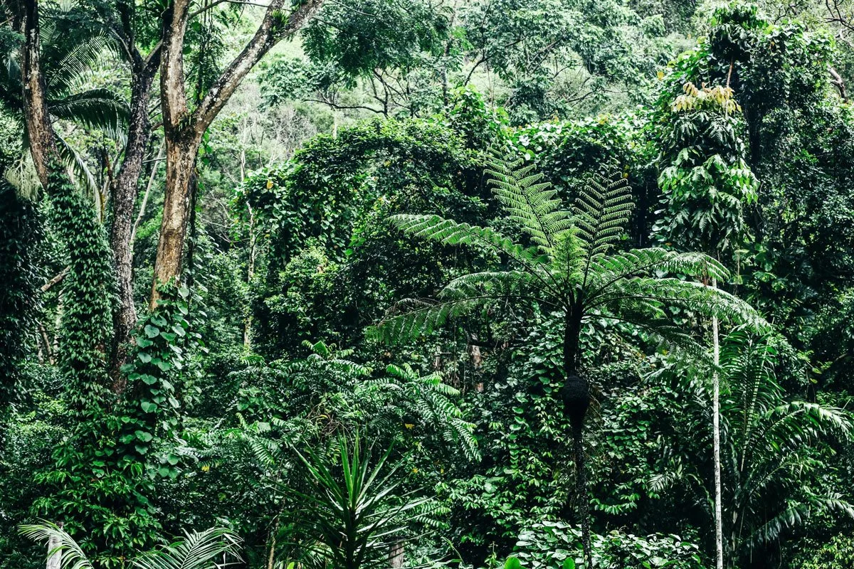 AUS-©-Daintree-Eco-Lodge_Eco-Rainforest-Lodge-0030_1200.jpg