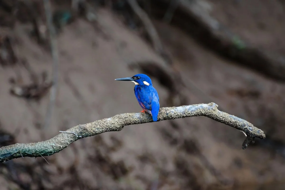 AUS-©-Daintree-Eco-Lodge_JamesVodicka-29_1200.jpg