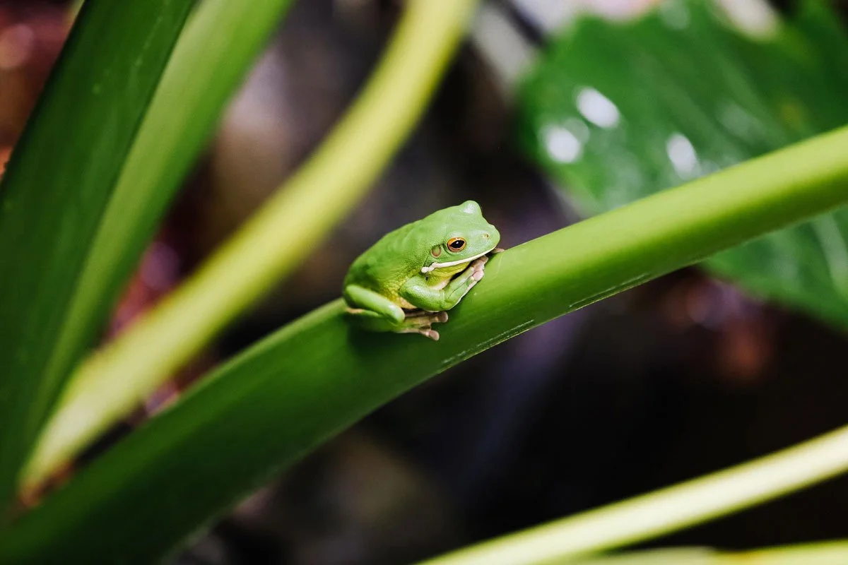 AUS-©-Daintree-Eco-Lodge_Lodge-0003_1200.jpg
