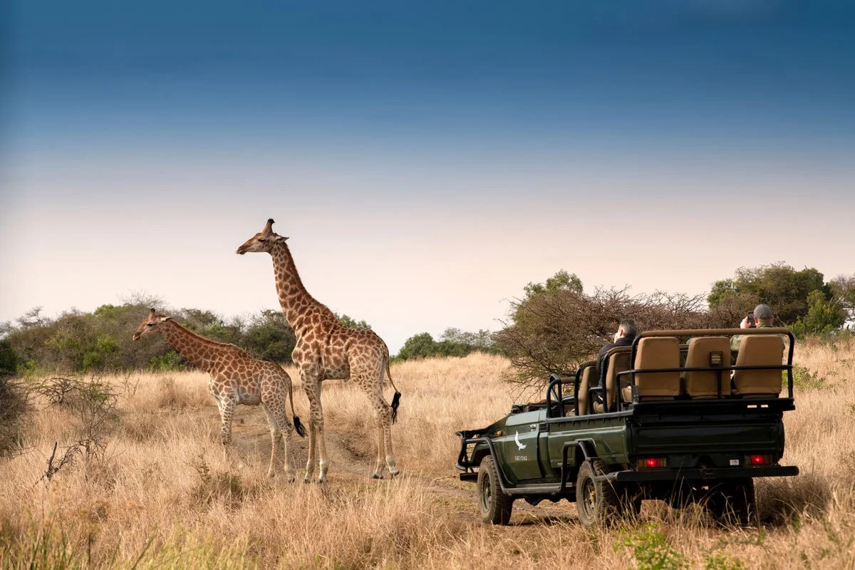 South-Africa-Phinda-Private-Game-Reserve-Game-Drive-Giraffe-_4_-High-Resolution-Width=5000px.jpg