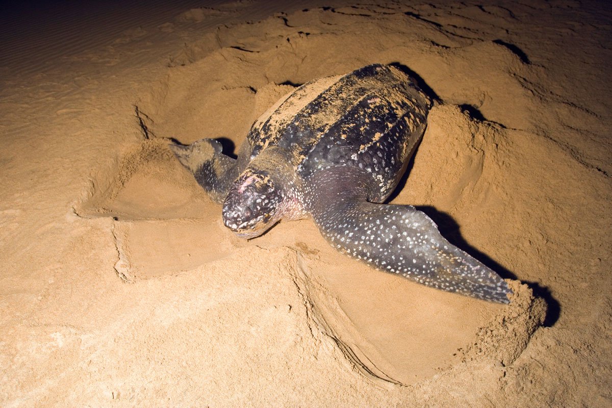South-Africa-Sodwana-Bay-Turtle-Nesting-Hatching-57079325-High-Resolution-Width=5000px.jpg