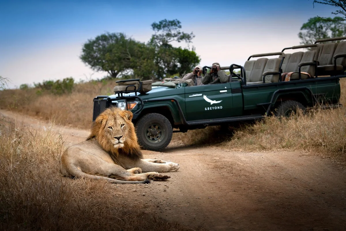 South-Africa-Phinda-Private-Game-Reserve-Lion-Game-Drive-_8_-High-Resolution-Width=5000px.jpg