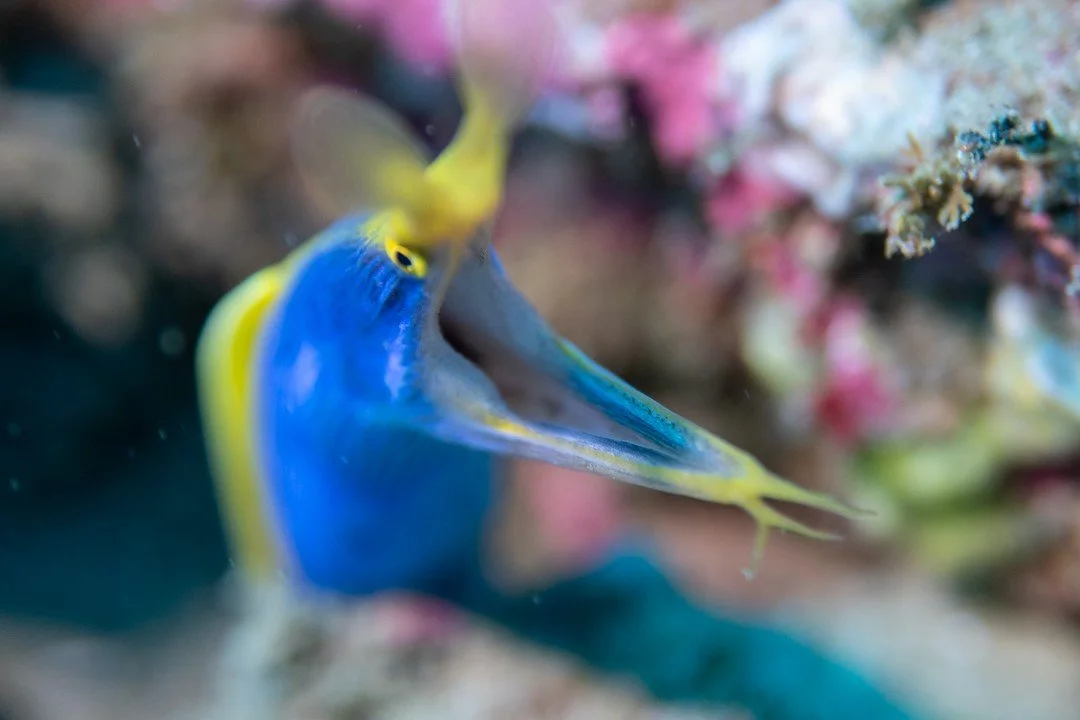 ZAF_Sodwana Bay © Amoray Divers_8.jpg