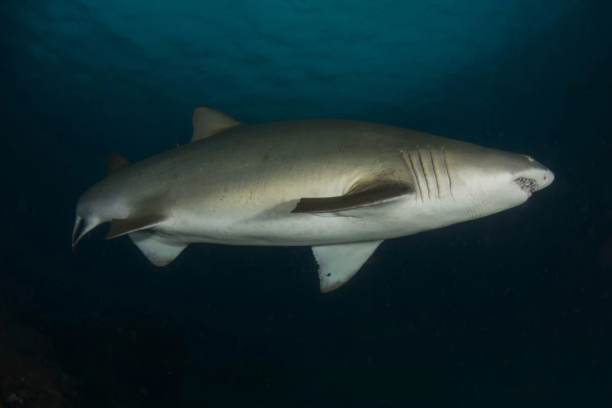 ZAF_Sodwana Bay © Amoray Divers_11.jpg