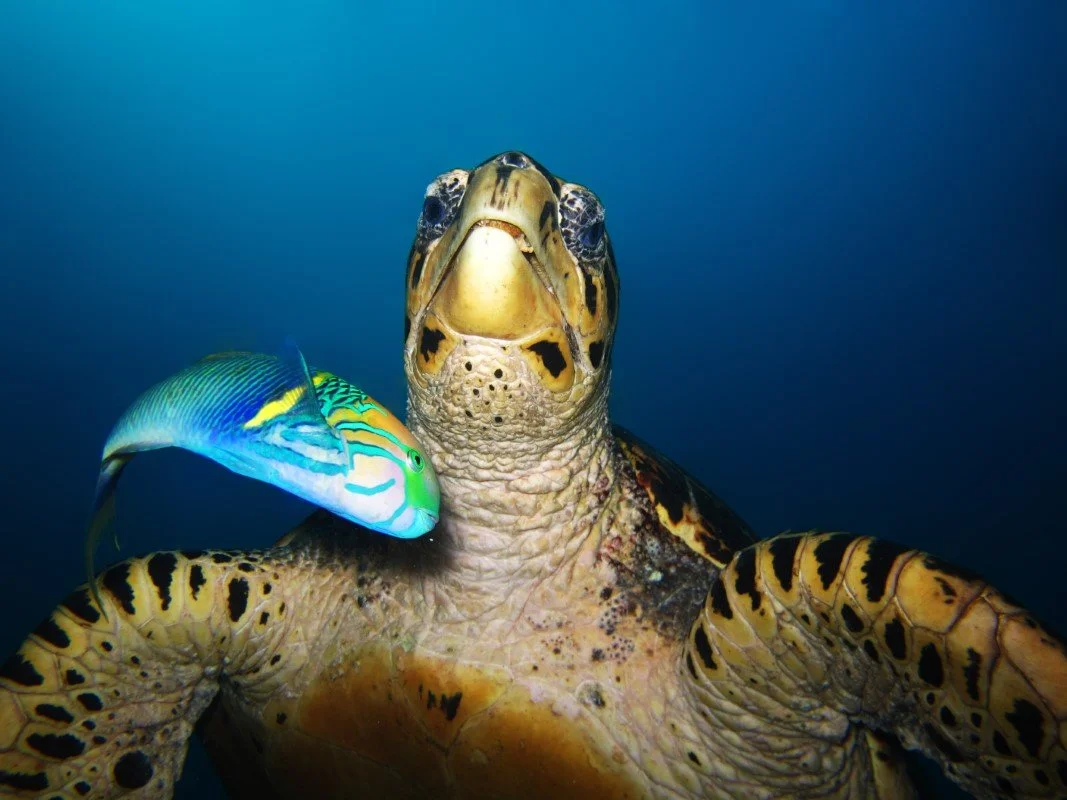 ZAF_Sodwana Bay © Amoray Divers_13.jpg