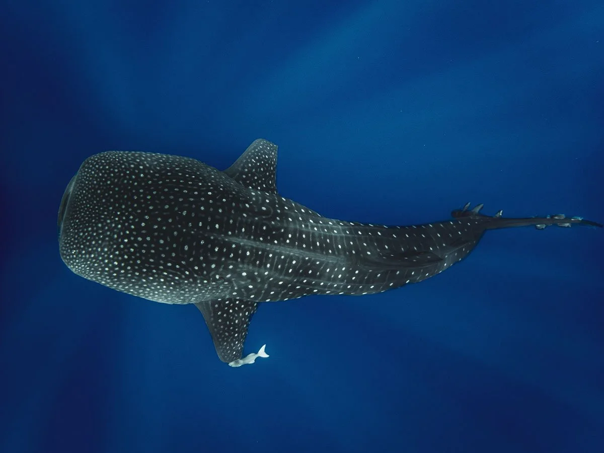 27St-Helena_Whale-shark-©-Sam-and-Paul-Cherrett_1200.jpg