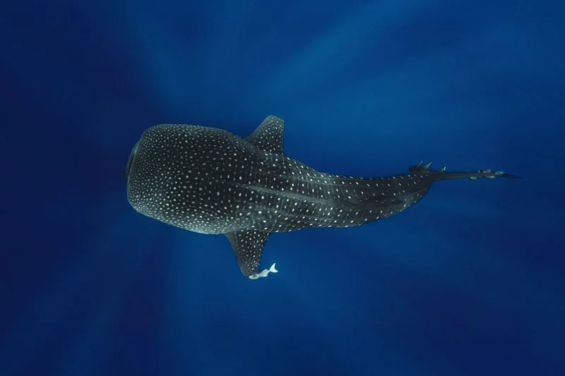 New Expedition Annoucement - St Helena &amp; African Safari