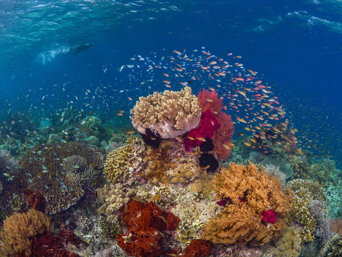 IDN_Kusu©Kusu-Resort_kir_AL_KusuIsland_Snorkeling2.jpg