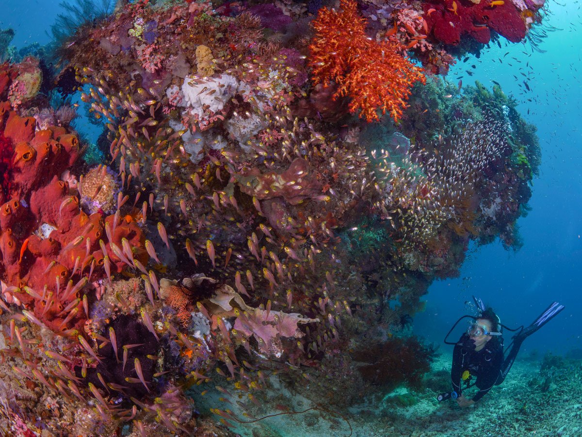 IDN_Kusu©Kusu-Resort_kir_AL_KusuIsland_Underwater1.jpg
