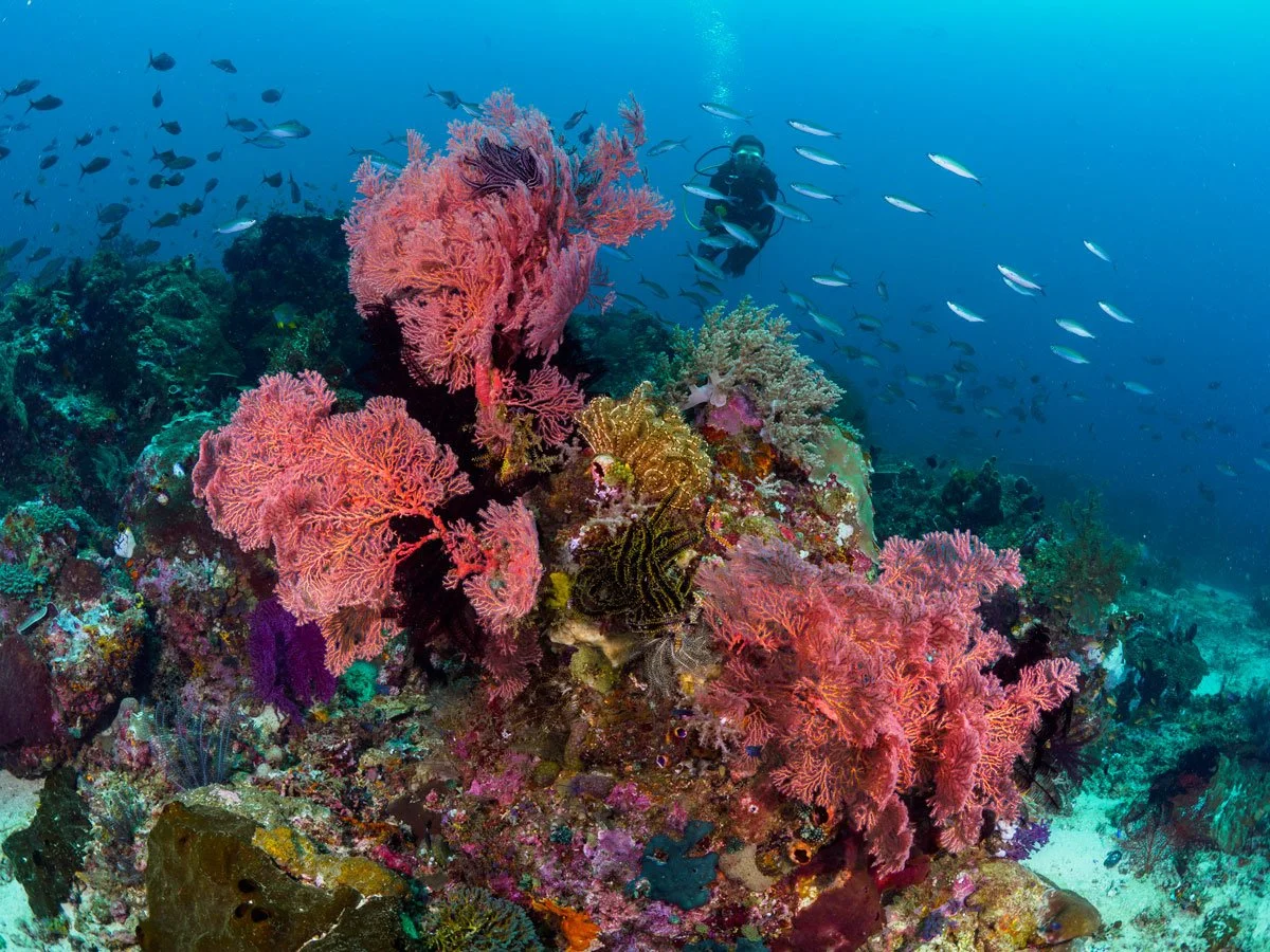 IDN_Kusu©Kusu-Resort_kir_AL_KusuIsland_Underwater2.jpg