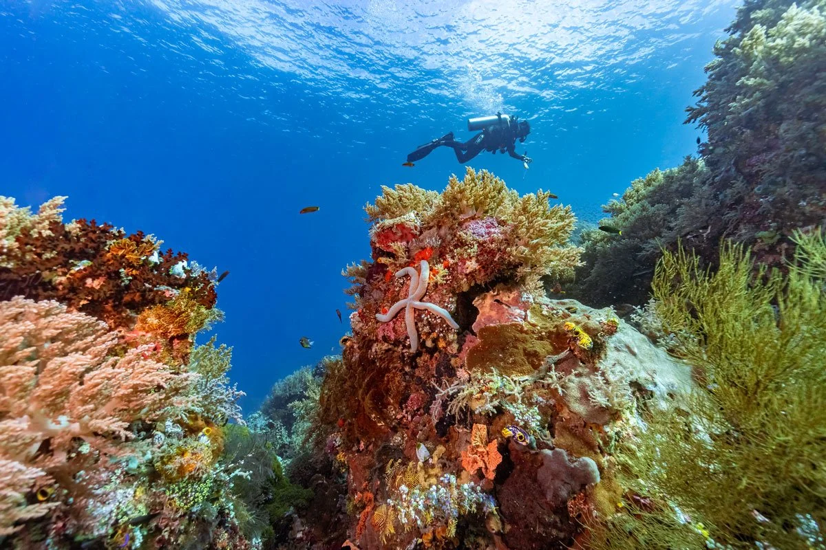 IDN_Kusu©Kusu-Resort_kir_mh_uw-05147.jpg