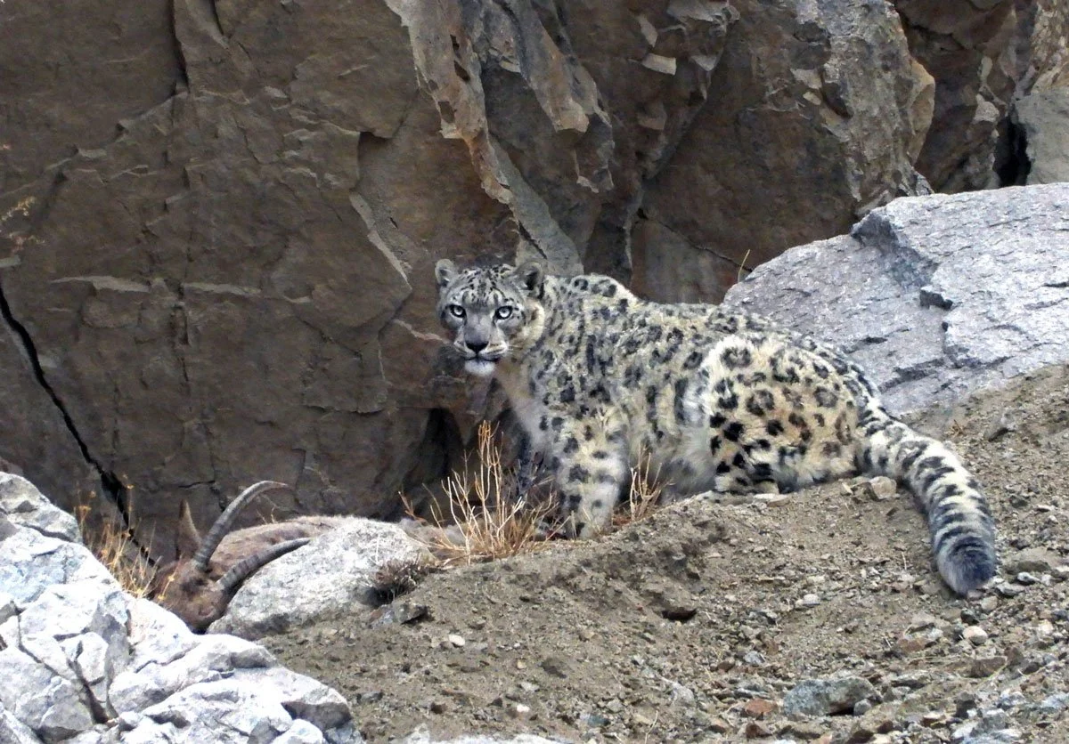 IND_Ulley Valley © Snow Leopard Lodge 1200_4.jpg