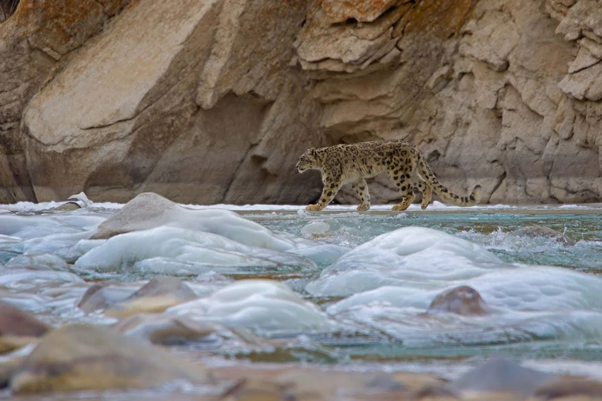 IND_Ulley Valley © Snow Leopard Lodge 1200_5.jpg