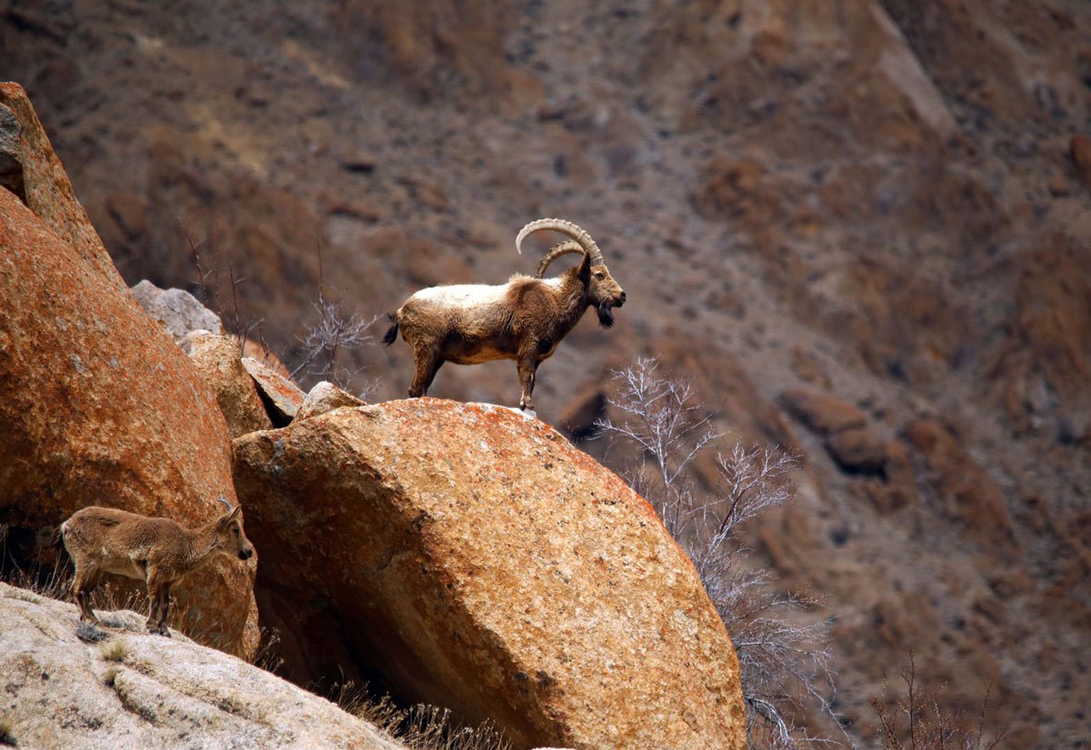 IND_Ulley Valley © Snow Leopard Lodge 1200_6.jpg