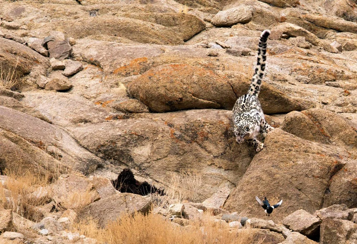 IND_Ulley Valley © Snow Leopard Lodge 1200_7.jpg