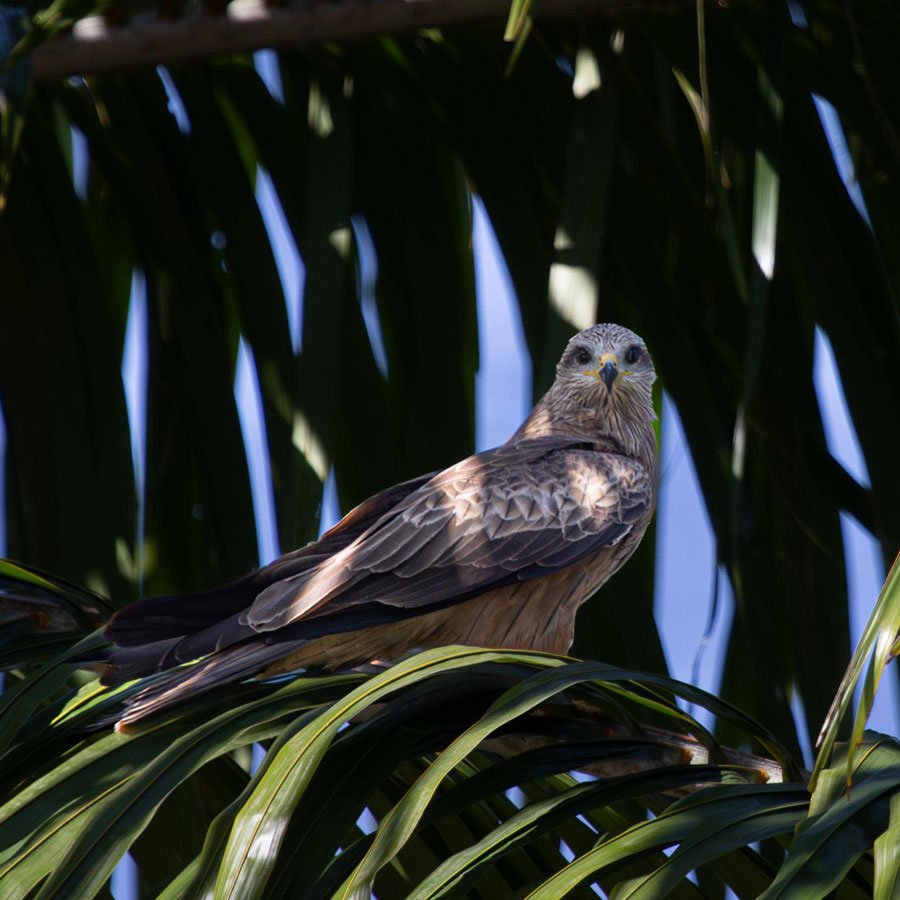26PNG_Tufi-Birds-©-Sabine-Templeton_900.jpg